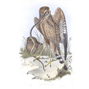 Jardine's Harrier - Circus Jardinii - John Gould Birds of Australia Volume 1 027 - Facsimile Giclee Print - Heritage Prints