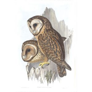 Chestnut-faced Owl - Strix Castanops - John Gould Birds of Australia Volume 1 028 - Facsimile Giclee Print - Heritage Prints