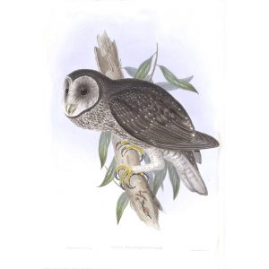 Sooty Owl - Strix Tenebricosus - John Gould Birds of Australia Volume 1 030 - Facsimile Giclee Print - Heritage Prints