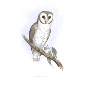 Delicate Owl - Strix Delicatulus - John Gould Birds of Australia Volume 1 031 - Facsimile Giclee Print - Heritage Prints