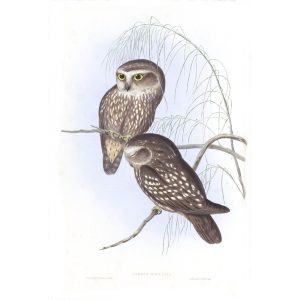 Spotted Owl - Athene Maculata - John Gould Birds of Australia Volume 1 033 - Facsimile Giclee Print - Heritage Prints