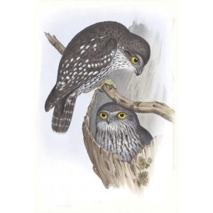 Winking Owl - Athene Connivens - John Gould Birds of Australia Volume 1 034 - Facsimile Giclee Print - Heritage Prints