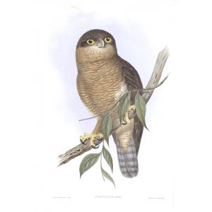 Rufous Owl - Athene Rufa - John Gould Birds of Australia Volume 1 036 - Facsimile Giclee Print - Heritage Prints