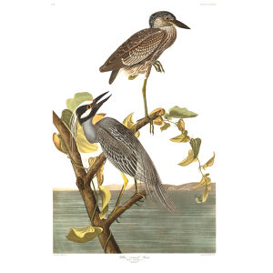 John James Audubon Birds of America Plate 336 Yellow Crowned Heron DEF of Special Editon
