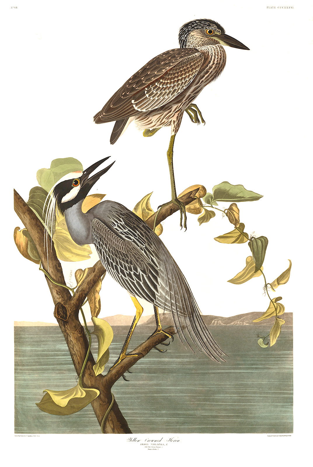 John James Audubon Birds of America Plate 336 Yellow Crowned Heron DEF of Special Editon
