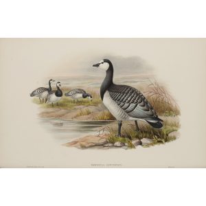 Bernicle Goose Plate 005 by John Gould – Birds of Great Britain Volume 5, the Natatores. Museum quality giclee print. Facsimile Giclee