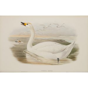 Gould - Britain 5 - 010 - Bewick's Swan
