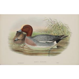 Widgeon 013 by John Gould – Birds of Great Britain Volume 5, the Natatores. Museum quality giclee print. Facsimile Giclee