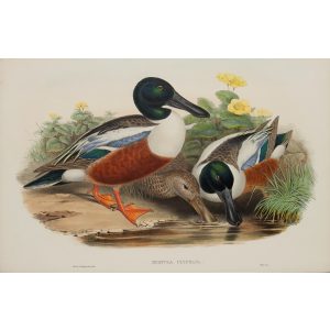 Shoveller Duck 014 by John Gould – Birds of Great Britain Volume 5, the Natatores. Museum quality giclee print. Facsimile Giclee