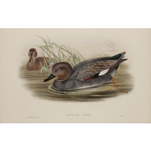 Gadwall Plate 019 by John Gould – Birds of Great Britain Volume 5, the Natatores. Museum quality giclee print. Facsimile Giclee