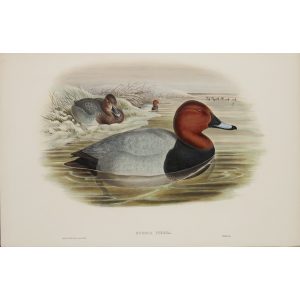 Pochard Plate 020 by John Gould – Birds of Great Britain Volume 5, the Natatores. Museum quality giclee print. Facsimile Giclee