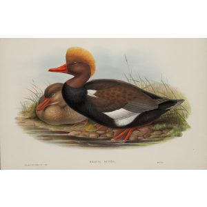 Red-crested Duck Plate 022 by John Gould – Birds of Great Britain Volume 5, the Natatores. Museum quality giclee print. Facsimile Giclee