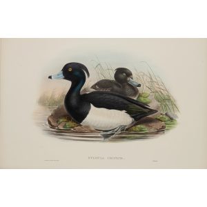 Tufted Duck Plate 023 by John Gould – Birds of Great Britain Volume 5, the Natatores. Museum quality giclee print. Facsimile Giclee