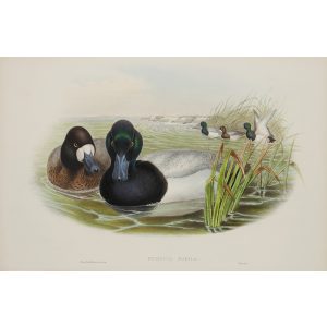 Scaup Duck Plate 024 by John Gould – Birds of Great Britain Volume 5, the Natatores. Museum quality giclee print. Facsimile Giclee
