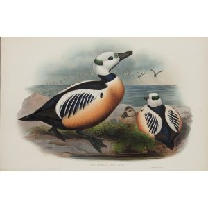 Steller's Duck Plate 025 by John Gould – Birds of Great Britain Volume 5, the Natatores. Museum quality giclee print. Facsimile Giclee