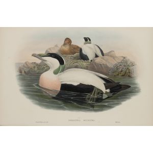 Eider Duck Plate 026 by John Gould – Birds of Great Britain Volume 5, the Natatores. Museum quality giclee print. Facsimile Giclee
