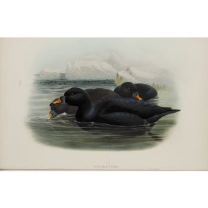 Scoter Plate 028 by John Gould – Birds of Great Britain Volume 5, the Natatores. Museum quality giclee print. Facsimile Giclee