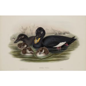 Velvet Scoter Plate 029 by John Gould – Birds of Great Britain Volume 5, the Natatores. Museum quality giclee print. Facsimile Giclee
