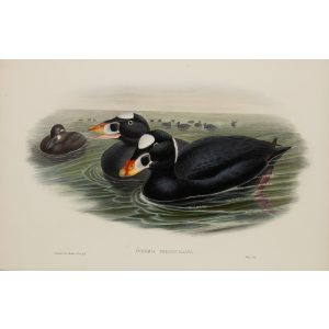 Surf Scoter Plate 030 by John Gould – Birds of Great Britain Volume 5, the Natatores. Museum quality giclee print. Facsimile Giclee