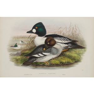Golden-eye Plate 031 by John Gould – Birds of Great Britain Volume 5, the Natatores. Museum quality giclee print. Facsimile Giclee