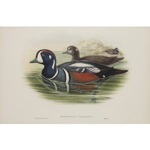 Harlequin Duck Plate 032 by John Gould – Birds of Great Britain Volume 5, the Natatores. Museum quality giclee print. Facsimile Giclee