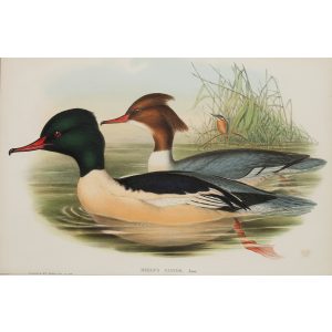 Goosander Plate 034 by John Gould – Birds of Great Britain Volume 5, the Natatores. Museum quality giclee print. Facsimile Giclee