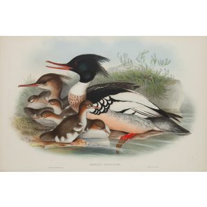 Merganser Plate 035 by John Gould – Birds of Great Britain Volume 5, the Natatores. Museum quality giclee print. Facsimile Giclee