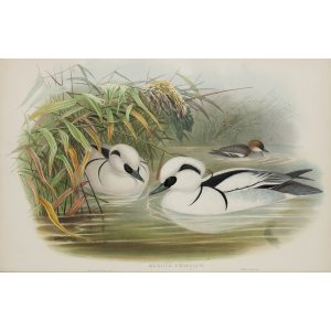 Smew or Nun Plate 037 by John Gould – Birds of Great Britain Volume 5, the Natatores. Museum quality giclee print. Facsimile Giclee