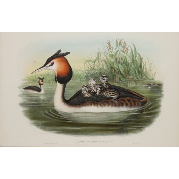 Great Crested Grebe Plate 038 by John Gould – Birds of Great Britain Volume 5, the Natatores. Museum quality giclee print. Facsimile Giclee