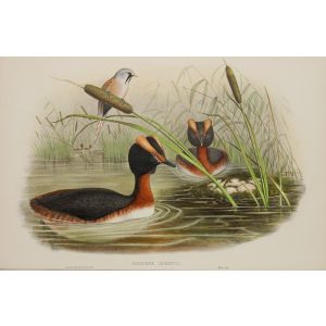 Horned Grebe Plate 040 by John Gould – Birds of Great Britain Volume 5, the Natatores. Museum quality giclee print. Facsimile Giclee