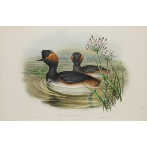 Eared Grebe Plate 041 by John Gould – Birds of Great Britain Volume 5, the Natatores. Museum quality giclee print. Facsimile Giclee