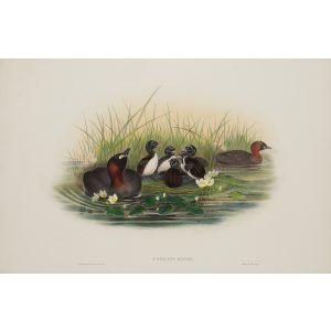 Little Grebe or Dabchick Plate 042 by John Gould – Birds of Great Britain Volume 5, the Natatores. Museum quality giclee print. Facsimile Giclee