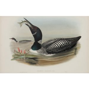 Great Northern Diver Plate 043 by John Gould – Birds of Great Britain Volume 5, the Natatores. Museum quality giclee print. Facsimile Giclee