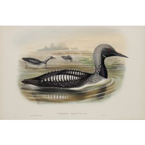 Gould - Britain 5 - 044 - Black-throated Diver