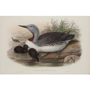 Red-throated Diver Plate 045 by John Gould – Birds of Great Britain Volume 5, the Natatores. Museum quality giclee print. Facsimile Giclee