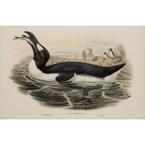 Great Auk Plate 046 by John Gould – Birds of Great Britain Volume 5, the Natatores. Museum quality giclee print. Facsimile Giclee