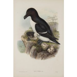 Razorbill Plate 047 by John Gould – Birds of Great Britain Volume 5, the Natatores. Museum quality giclee print. Facsimile Giclee