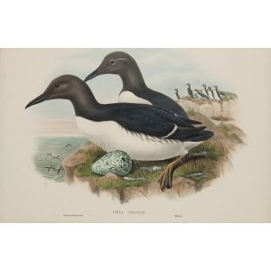 Gould - Britain 5 - 048 - Common Guillemot