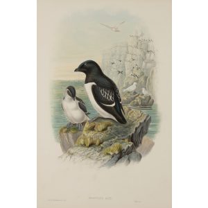 Little Auk Plate 055 by John Gould – Birds of Great Britain Volume 5, the Natatores. Museum quality giclee print. Facsimile Giclee