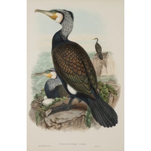 Cormorant Plate 052 by John Gould – Birds of Great Britain Volume 5, the Natatores. Museum quality giclee print. Facsimile Giclee 6