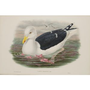 Great Black-backed Gull Plate 055 by John Gould – Birds of Great Britain Volume 5, the Natatores. Museum quality giclee print. Facsimile Giclee
