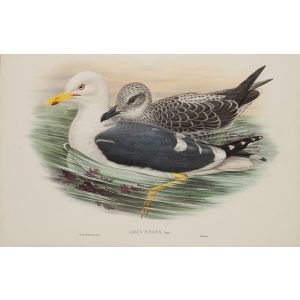 Lesser Black-backed Gull Plate 056 by John Gould – Birds of Great Britain Volume 5, the Natatores. Museum quality giclee print. Facsimile Giclee