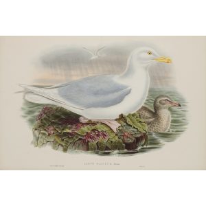 Glaucous Gull Plate 057 by John Gould – Birds of Great Britain Volume 5, the Natatores. Museum quality giclee print. Facsimile Giclee