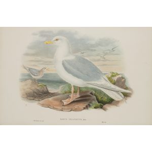 Iceland Gull Plate 058 by John Gould – Birds of Great Britain Volume 5, the Natatores. Museum quality giclee print. Facsimile Giclee