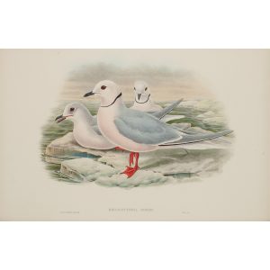 Ross's Gull Plate 063 by John Gould – Birds of Great Britain Volume 5, the Natatores. Museum quality giclee print. Facsimile Giclee
