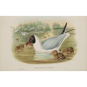 Black-headed Gull Plate 064 by John Gould – Birds of Great Britain Volume 5, the Natatores. Museum quality giclee print. Facsimile Giclee