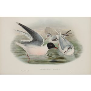 Little Gull Plate 066 by John Gould – Birds of Great Britain Volume 5, the Natatores. Museum quality giclee print. Facsimile Giclee