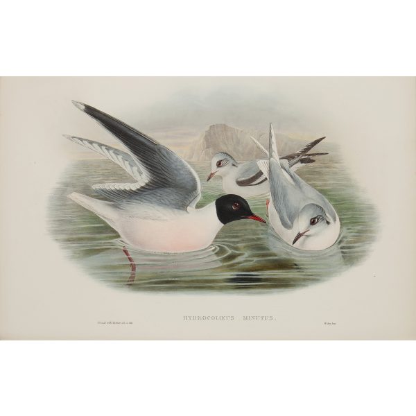 Little Gull Plate 066 by John Gould – Birds of Great Britain Volume 5, the Natatores. Museum quality giclee print. Facsimile Giclee