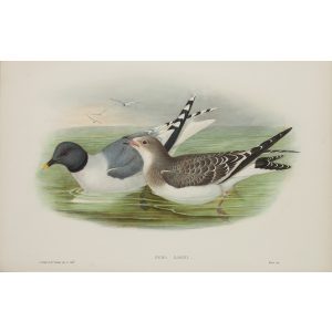 Sabine's Gull Plate 067 by John Gould – Birds of Great Britain Volume 5, the Natatores. Museum quality giclee print. Facsimile Giclee