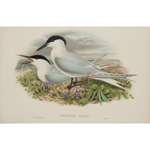 Sadwich Tern Plate 069 by John Gould – Birds of Great Britain Volume 5, the Natatores. Museum quality giclee print. Facsimile Giclee